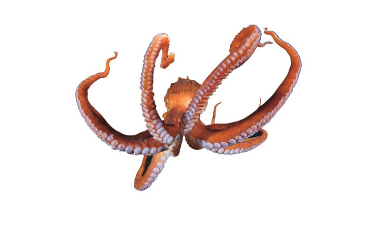 Jedním ze dvou největších druhů chobotnic je tato až 50 kg vážící chobotnice velká z Tichého oceánu