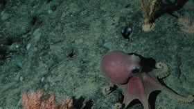Chobotnice jsou velmi inteligentní, ale samotářští tvorové (ilustrační foto)