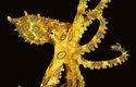 Mrňavá chobotnice modrokroužkovaná patří k nejjedovatějším živočichům světa