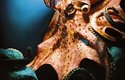 Největší chobotnice mohou měřit 6 až 8 m a vážit 60 až 80 kg