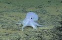 Pacifická chobotnice „duch" hlubokomořskou těžbu možná nepřežije. Svá vajíčka totiž kladena manganové krust