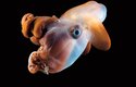 Chobotnice Grimpoteuthis discoveryi z hlubin Středoatlantického hřbetu v severním Atlantiku
