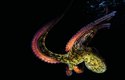 Chobotnice sydneyská má v dospělosti až 2 metry dlouhá ramena