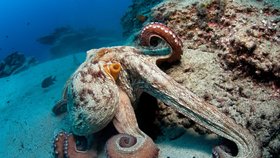Chobotnice jsou velmi inteligentní, ale samotářští tvorové (ilustrační foto)