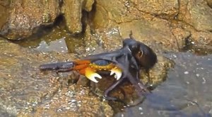 Rychlejší než smrt: Chobotnice na souši dostala kraba