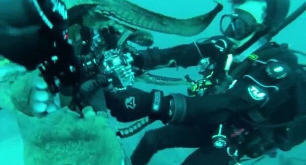 Potápěč versus obří chobotnice, která se prostě NECHCE fotit!!!