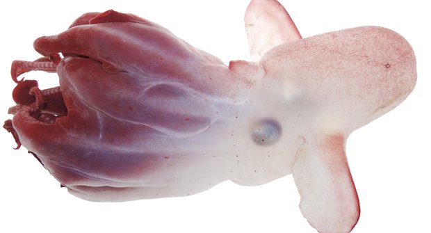 Nová ušatá chobotnice: Přelomové popsání neznámého druhu