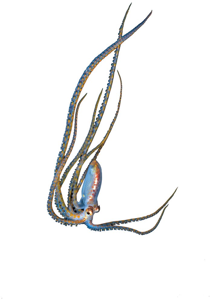 Chobotnice – jako toto mládě rodu Abdopus – mají chapadel jen osm