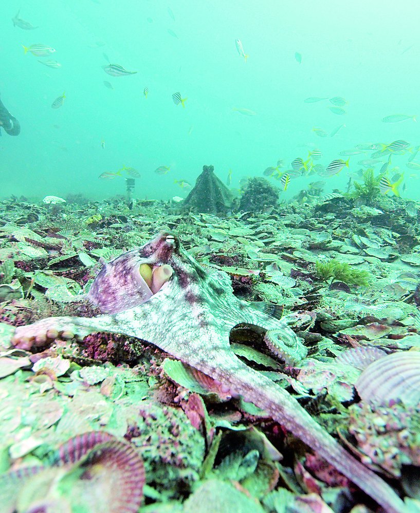 Chobotnice obývají v Jervis Bay oblasti známé jako „města“ Octopolis a Octlantis