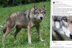 Muž tvrdil na facebooku, že na Chomutovsku napadl vlk člověka (vlevo: ilustrační foto, vpravo: facebookový příspěvek)