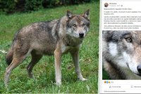 Vlk na Chomutovsku napadl člověka? Policie řeší případ jako šíření poplašné zprávy