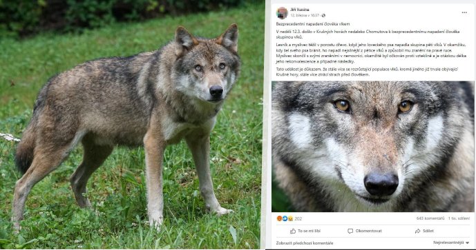 Muž tvrdil na facebooku, že na Chomutovsku napadl vlk člověka (vlevo: ilustrační foto, vpravo: facebookový příspěvek)