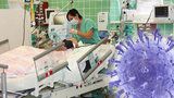 Prasečí chřipka na Chomutovsku: Dvě seniorky skončily v nemocnici na ARO