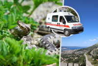 Chorvatsko bojuje s přemnoženými hady: Čtyři lidé skončili v nemocnici po kousnutí jedovatou zmijí!