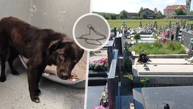 Na chorvatském hřbitově kdosi uvázal psa a nechal ho tam ve vedrech bez vody