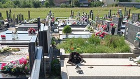 Při příjezdu pracovníků útulku byla obsypaná klíšťaty