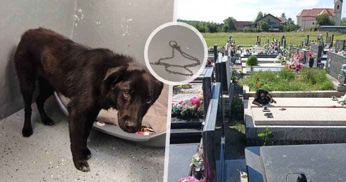Na chorvatském hřbitově kdosi uvázal psa a nechal ho tam ve vedrech bez vody