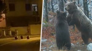 Oblíbenou turistickou destinaci Čechů trápí problémy s medvědy: Jeden snědl včelaři všechen med