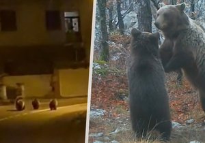 Oblíbenou turistickou destinaci Čechů trápí problémy s medvědy: Jeden snědl včelaři všechen med