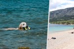 Další problémy v dovolenkovém ráji Čechů: Za psa na pláži zaplatíte tisíce!