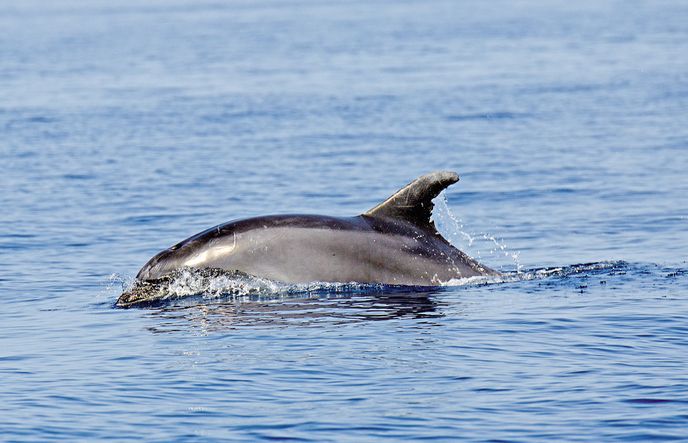 Ve vodách kolem ostrova Lošinj žije asi dvě stě delfínů skákavých