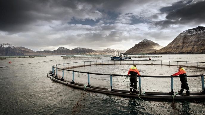 Chov lososů na Faerských ostrovech