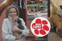 Tom a Jerry z nezvládnutého chovu se pomalu zotavují. Konečně poznají i opravdové Vánoce