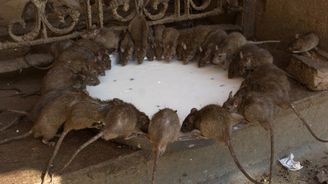 Místo pro milovníky krys. V indickém chrámu jich pod jednou střechou najdete dvacet tisíc