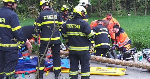Padající strom v Chrásti zabil manželský pár: Muž zemřel na místě, žena v nemocnici
