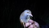 Velké zklamání ornitologů: V Beskydech ubylo vzácných chřástalů, může za to i sečení luk