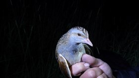 Ornitologové počítali vzácné chřástaly polní.