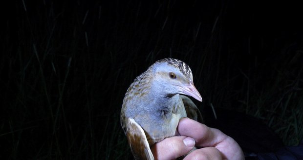 Ornitologové počítali vzácné chřástaly polní.