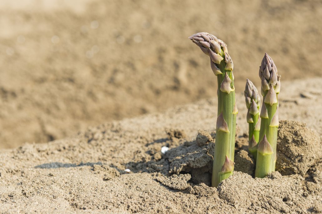 Chřestové stonky vyrůstají každý den o více než 15 cm