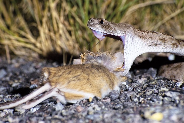 Chřestýš západní (Crotalus atrox) s ulovenou tarbíkomyší Merriamovou (D. merriami)