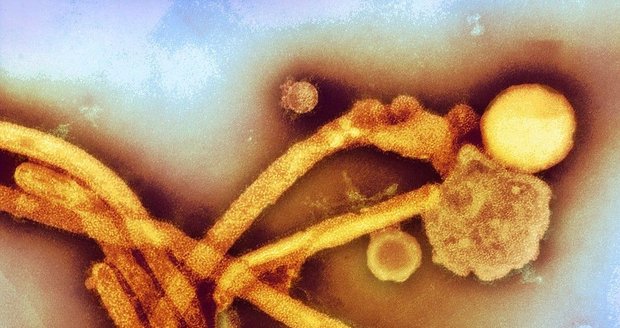 Virus chřipky A/H3N2