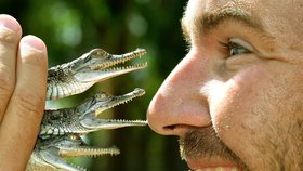 Australský zoolog Chris Humfrey má ke krokodýlům kladný vztah.