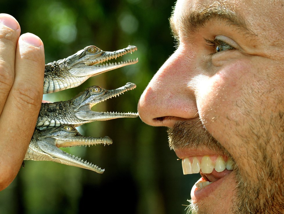 Australský zoolog Chris Humfrey má ke krokodýlům kladný vztah.