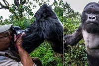 Boxerský ring v džungli: Gorila pravým hákem skolila fotografa!