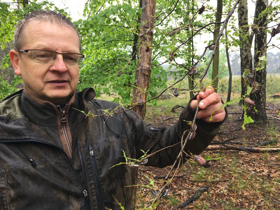 Libor Strakoš, krajský ředitel Lesů ČR ve Zlíně, ukazuje, jak chrousti maďáloví dokážou sežrat listy na stromě za pár hodin.