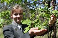 Chroust ničí Česko! Za 24 hodin hmyz sežere listy celého dubu