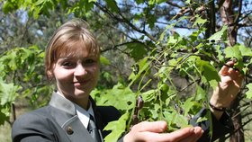 Marie Mařáková a „její“ chrousti