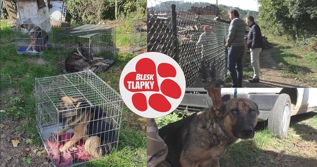 Dramatický odběr týraných psů: Majitele krotila policie, pomohly i Blesk tlapky