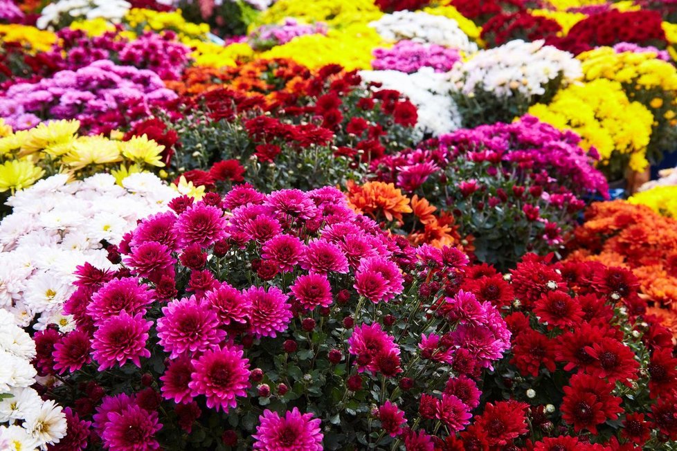 Chryzantému najdete v mnoha barevných variantách.