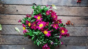 Jak pěstovat chryzantémy, aby vydržely dlouho krásné a pestrobarevné