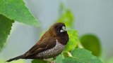 Chůvička japonská: Nádherný exotický pták  