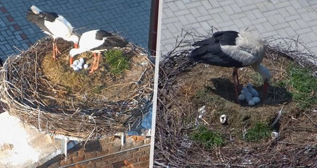 Velké překvapení na čapím hnízdě v Chýnově: Stejnopohlavnímu páru se vyklubala první mláďátka!