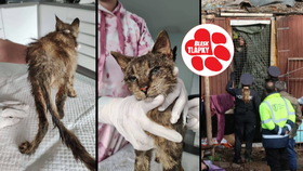 Kočky z Chýnova jsou ve špatném stavu, jeden kocourek bojuje o život. Po vyléčení budou všichni k adopci