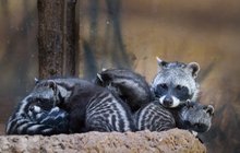 Vzácné cibetky v Safari Parku Dvůr Králové: Čtyřčata vyšla do světa