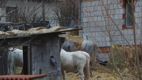 Farma hrůzy v Číčovicích: Kozy na balkóně a dům plný zbídačených zvířat!