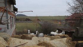 Farma hrůzy v Číčovicích: Kozy na balkóně a dům plný zbídačených zvířat!